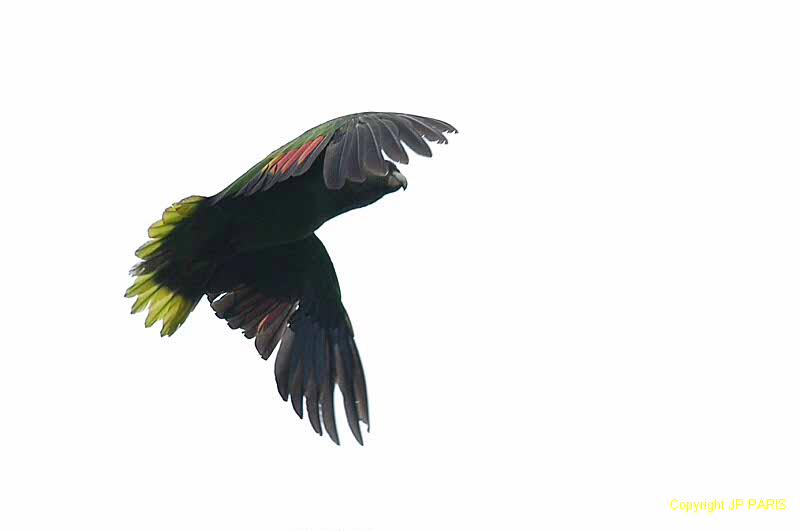 Amazona arausiaca